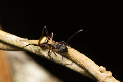 Polyrhachis rufifemur
