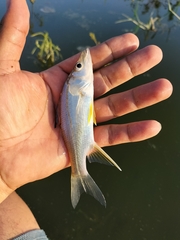 Centropomus robalito