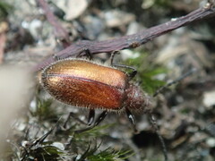 Metriolagria affinis