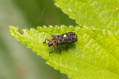 Octotoma scabripennis