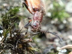 Metriolagria affinis