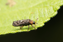Octotoma scabripennis