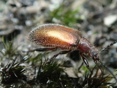 Metriolagria affinis