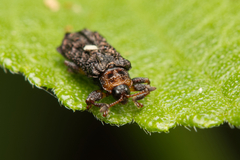 Octotoma scabripennis