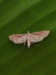 Parapoynx diminutalis