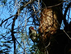 Sphyrapicus ruber × nuchalis