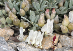 Astragalus calycosus calycosus