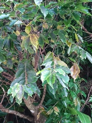 Rhamnella franguloides inaequilatera