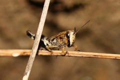 Eyprepocnemidinae