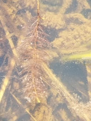 Myriophyllum sibiricum