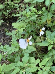 Appias indra aristoxemus