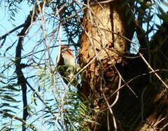 Sphyrapicus ruber × nuchalis