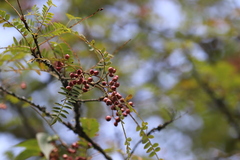 Sorbus koehneana