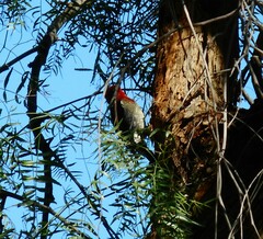 Sphyrapicus ruber × nuchalis