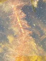 Myriophyllum sibiricum
