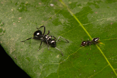 Polyrhachis clio