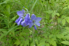 Polemonium acutiflorum