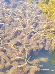 Myriophyllum sibiricum