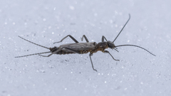 Allocapnia minima