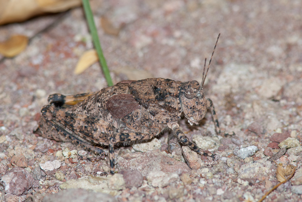 Toad Lubbers