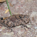 Robust Toad Lubber - Photo (c) Greg Lasley, some rights reserved (CC BY-NC), uploaded by Greg Lasley