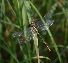 Phanogomphus militaris