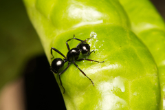 Polyrhachis pilosa