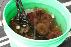 Lytechinus variegatus