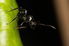 Polyrhachis pilosa