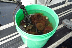 Lytechinus variegatus