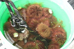 Lytechinus variegatus