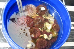 Lytechinus variegatus