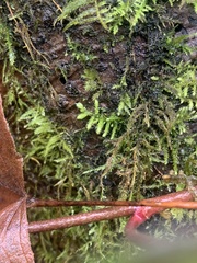 Claopodium crispifolium