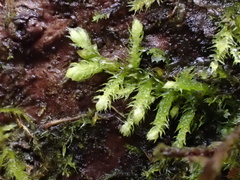 Claopodium crispifolium