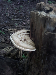 Ganoderma megaloma
