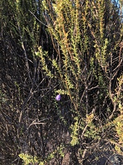 Eremophila weldii