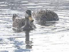 Anas platyrhynchos × fulvigula