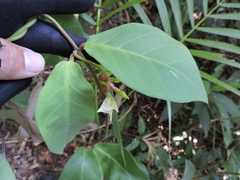 Temnadenia odorifera