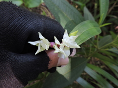 Temnadenia odorifera
