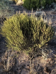 Eremophila weldii