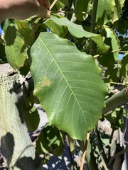 Pseudobombax ellipticum