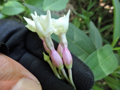 Temnadenia odorifera