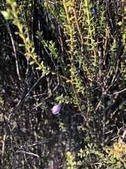 Eremophila weldii