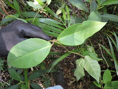 Temnadenia odorifera