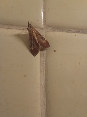Lepidoptera