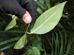 Temnadenia odorifera