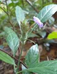 Eranthemum tetragonum