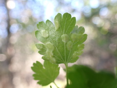 Ribes californicum