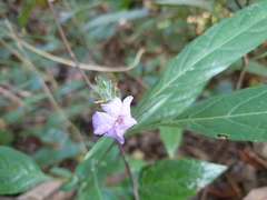 Eranthemum tetragonum