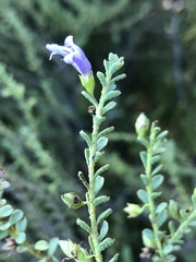 Eremophila weldii